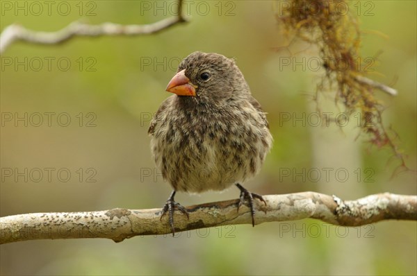 Woodpecker Finch