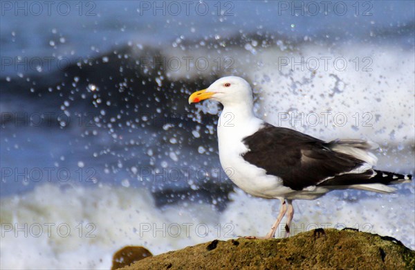 Great black-backed gull