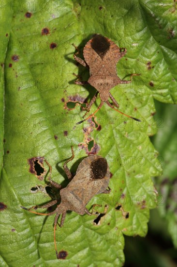 Rhombic leatherbug