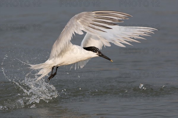 Sandwich tern