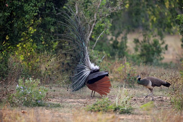 Indian peafowl