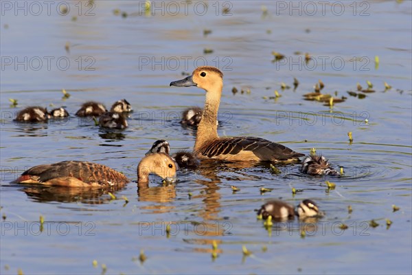 Lesser whistling duck