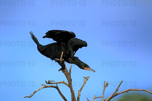 Olivaceous cormorant