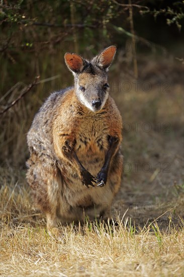 Tammar wallaby