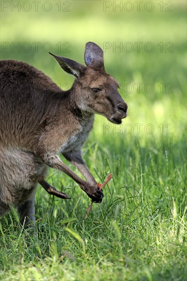 Eastern grey kangaroo