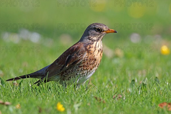 Juniper Thrush