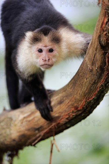 White Headed Capuchin