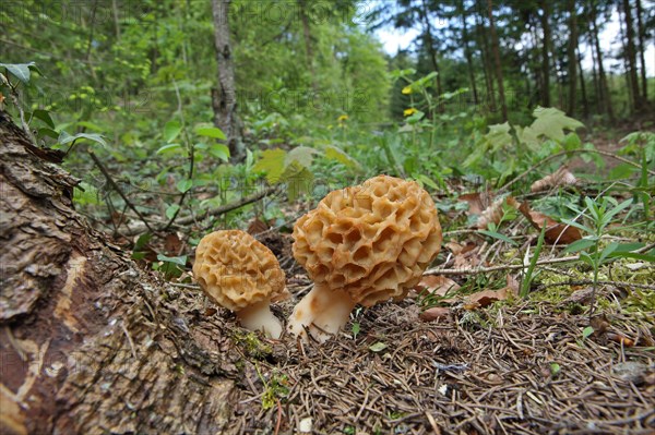 Edible morel