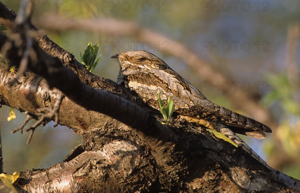 European Nightjar