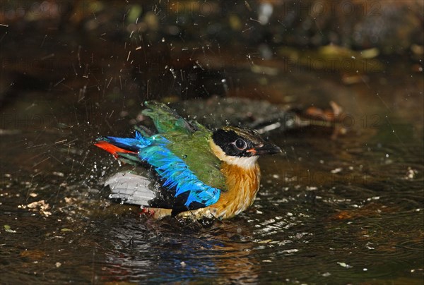 Blue-winged Pitta