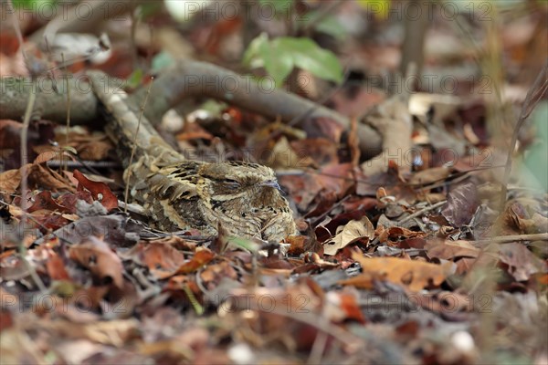 Long-tailed Nightjar