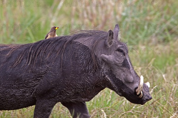 African warthog with yellow beak oxpecker on back