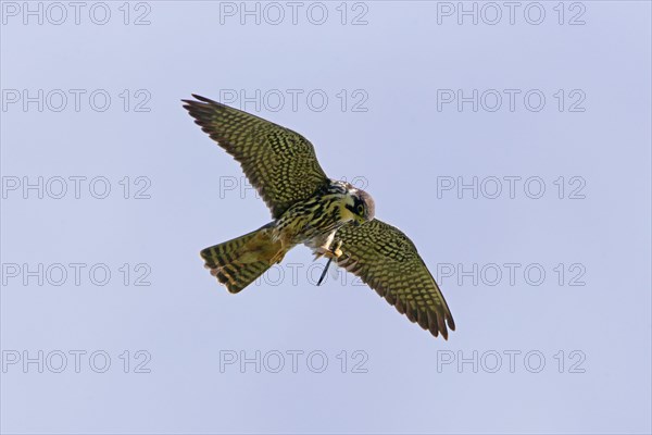 Eurasian eurasian hobby