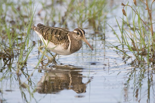 Painted-snipe