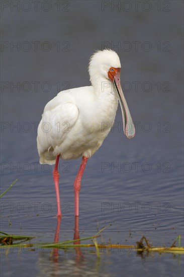 African Spoonbill