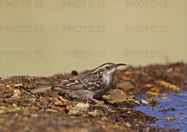 Short-toed Treecreeper