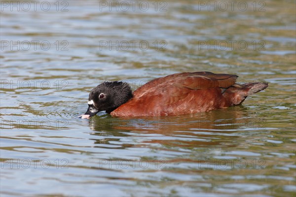 Hartlaub's Duck