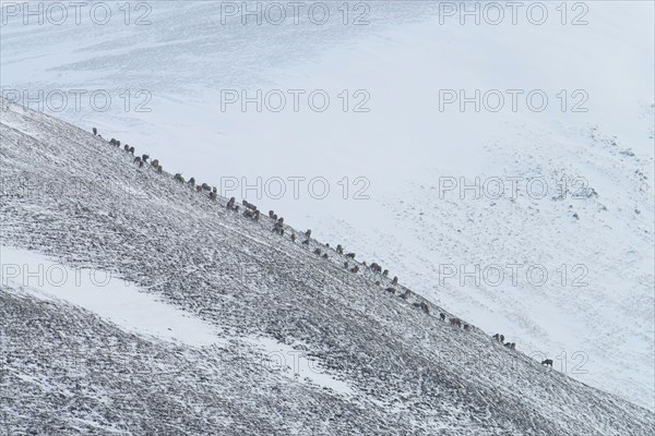 Red Deer