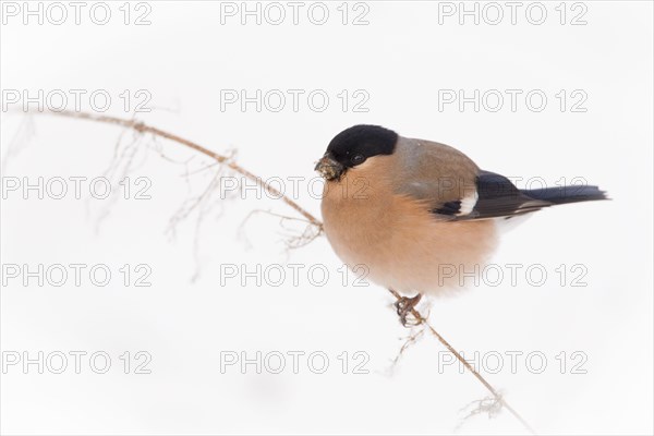 White eurasian bullfinch