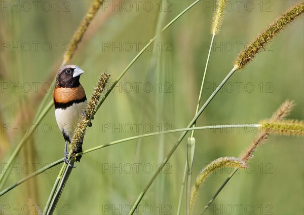 Chestnut-breasted Munia