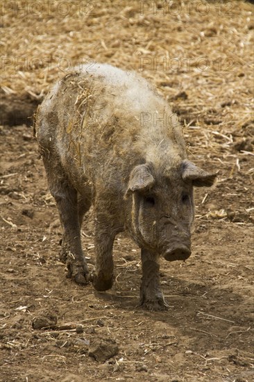 Mangalitsa pig