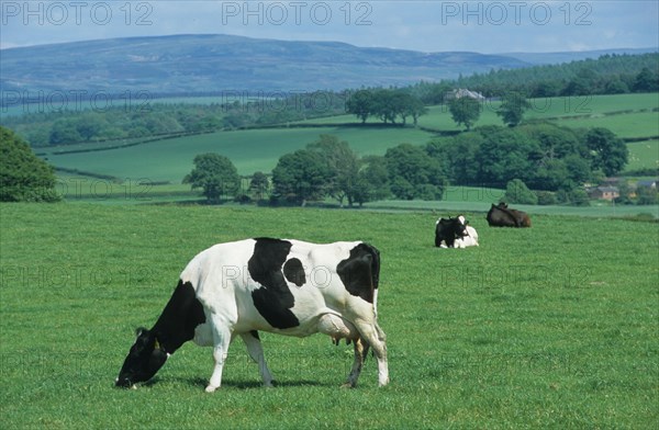 Domestic cattle