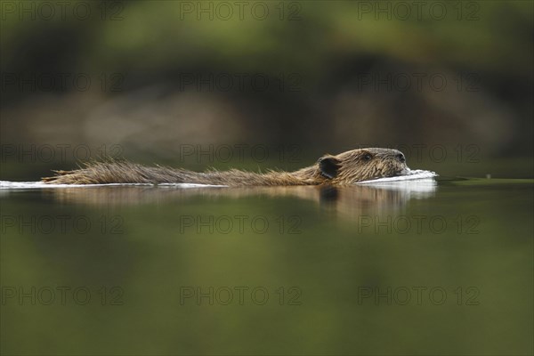 American Beaver