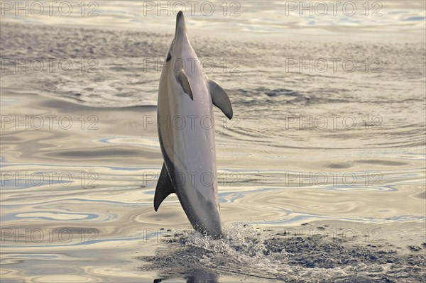 Short-beaked Common Dolphin