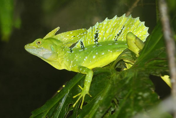 Plumed Basilisk