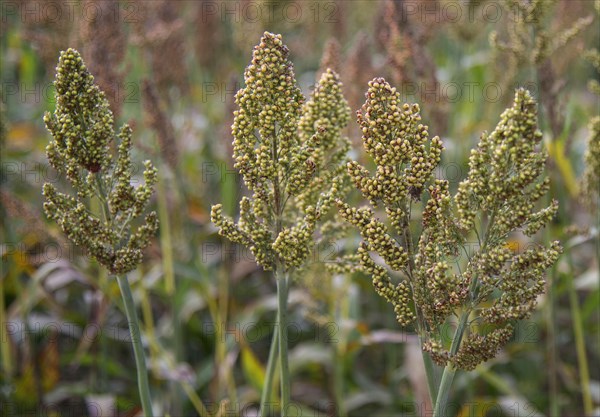 Sorghum