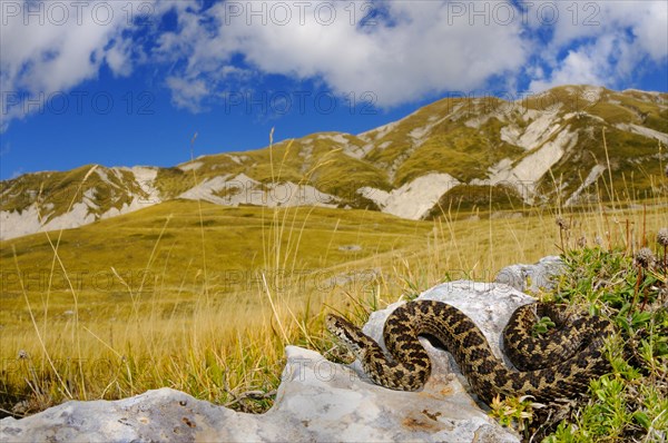 Orsini's Viper