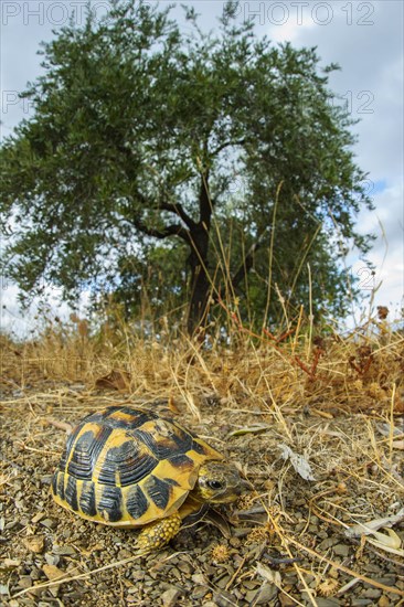 Greek tortoise