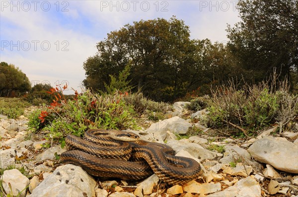 Four-lined Snake