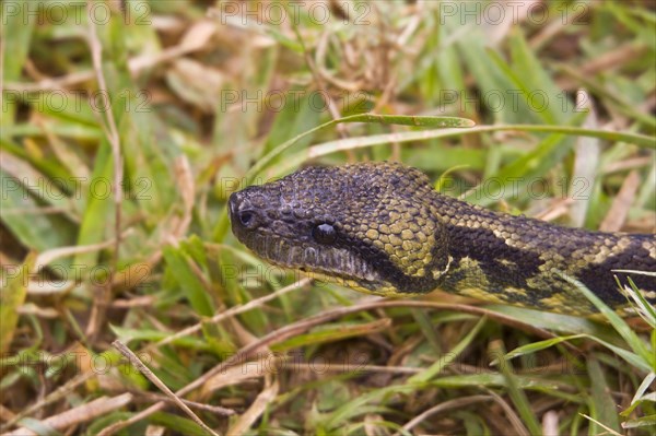 Madagascar Tree Boa