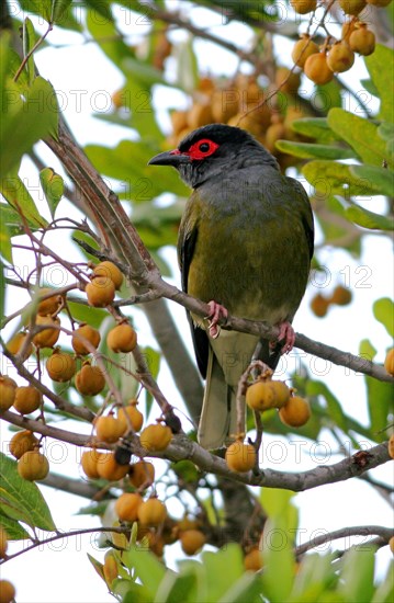 Green Figbird