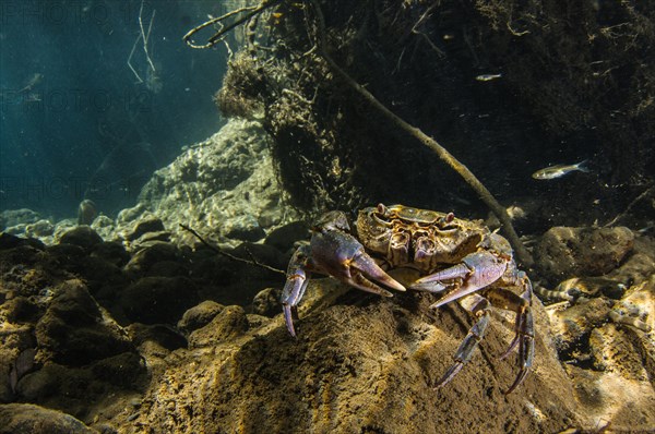 Freshwater Crab