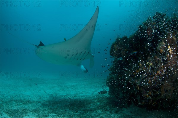 Reef manta ray