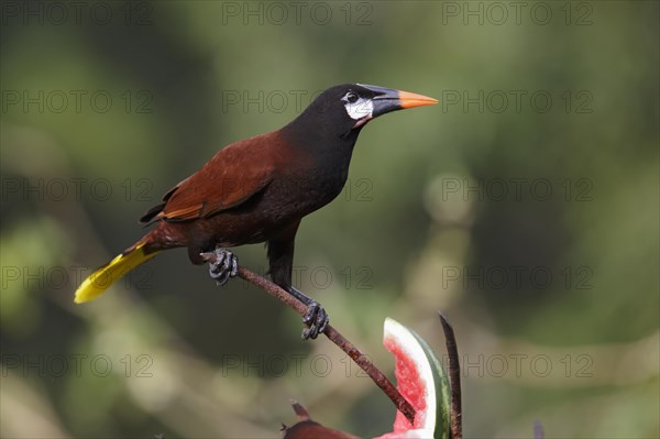 Montezuma Oropendola