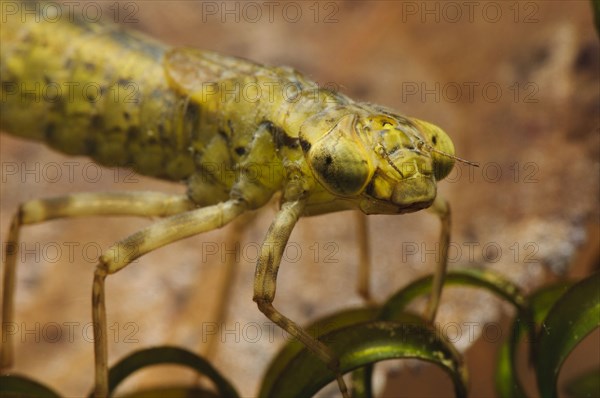 Southern southern hawker