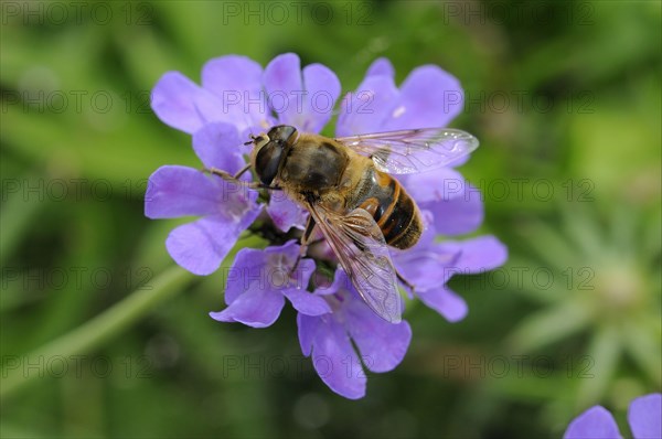 Eristalis interrupta