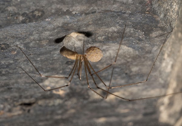 Daddy-long-legs Spider