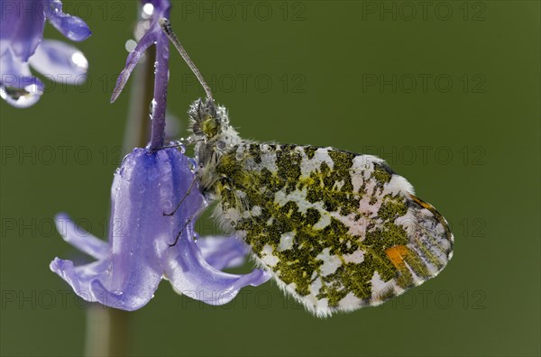 Orange-tip Butterfly