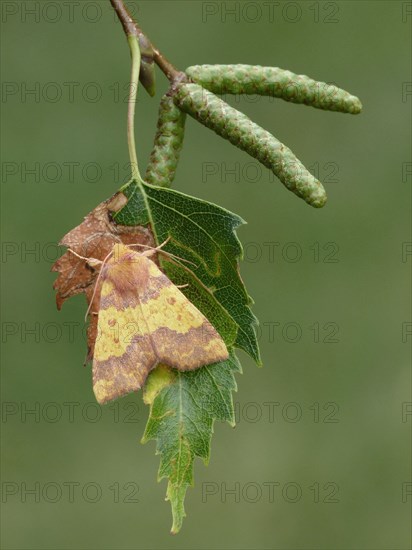 Adult barred sallow