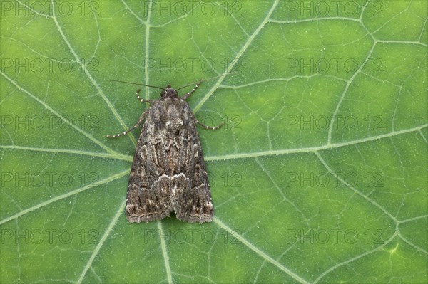 Straw Underwing