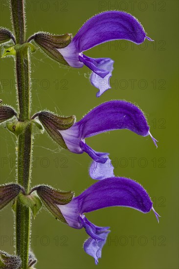 Meadow clary