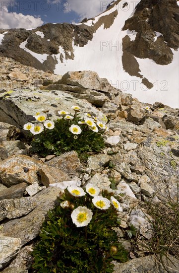 Glacier Crowfoot