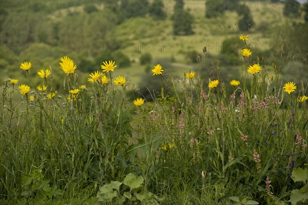 Eastern Goatsbeard