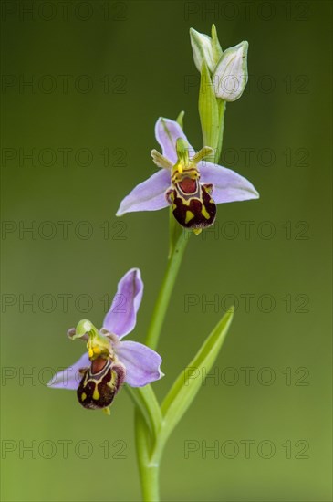 Bee Orchid