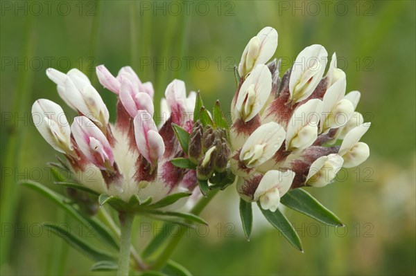 Kidney vetch