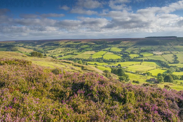 Moorland outcrop with flowering Common Heather